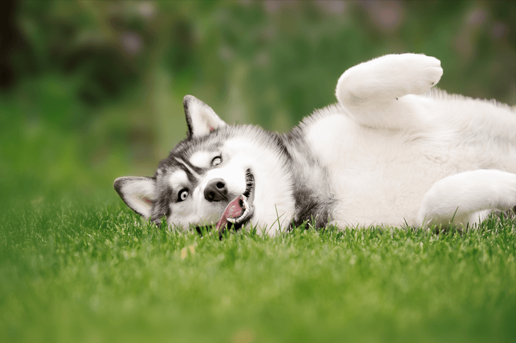 Your Guide to the Best Natural and Artificial Grass for Dogs