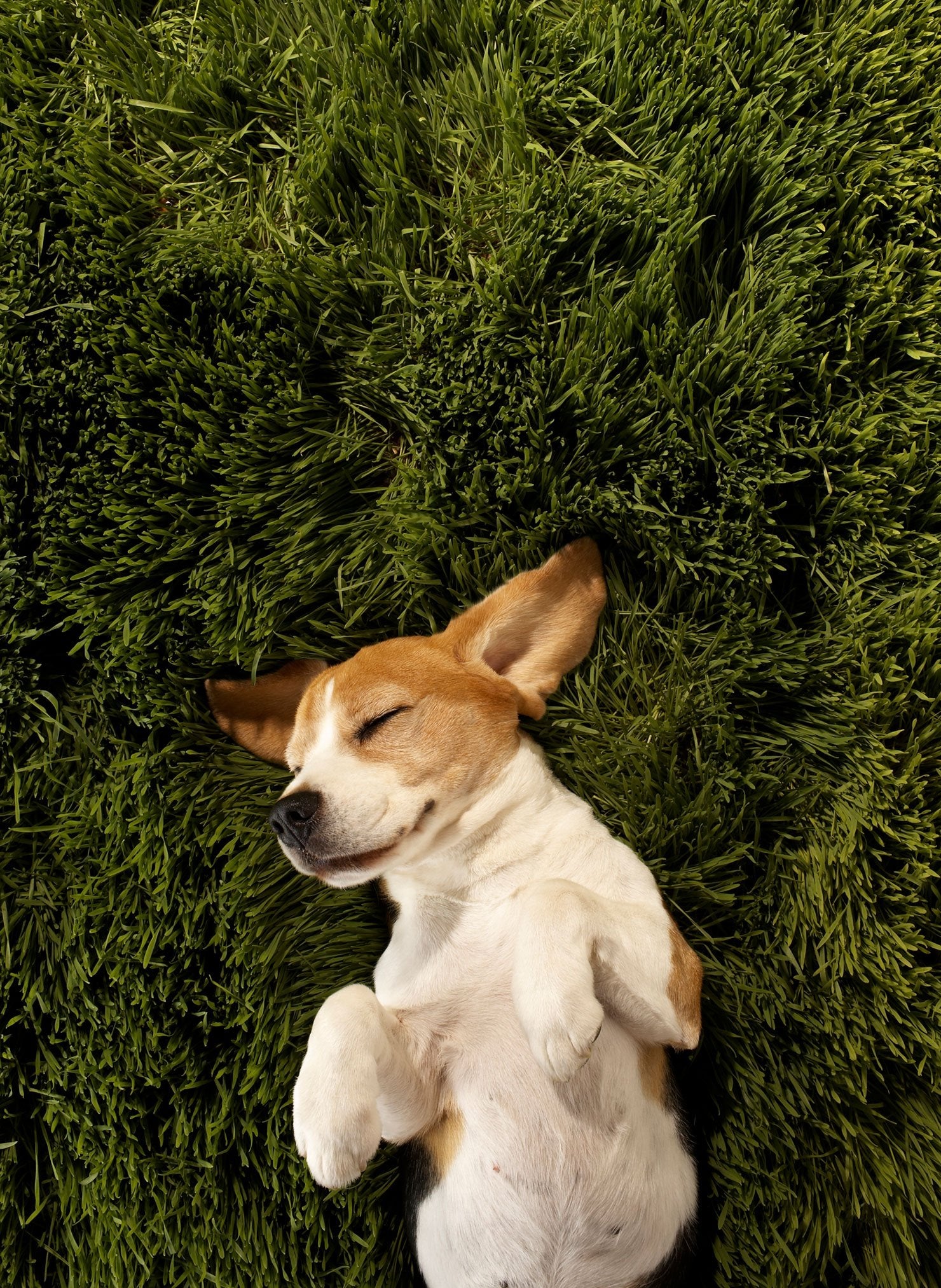 Artificial Grass for Sale in El Paso Synthetic Turf MegaGrass